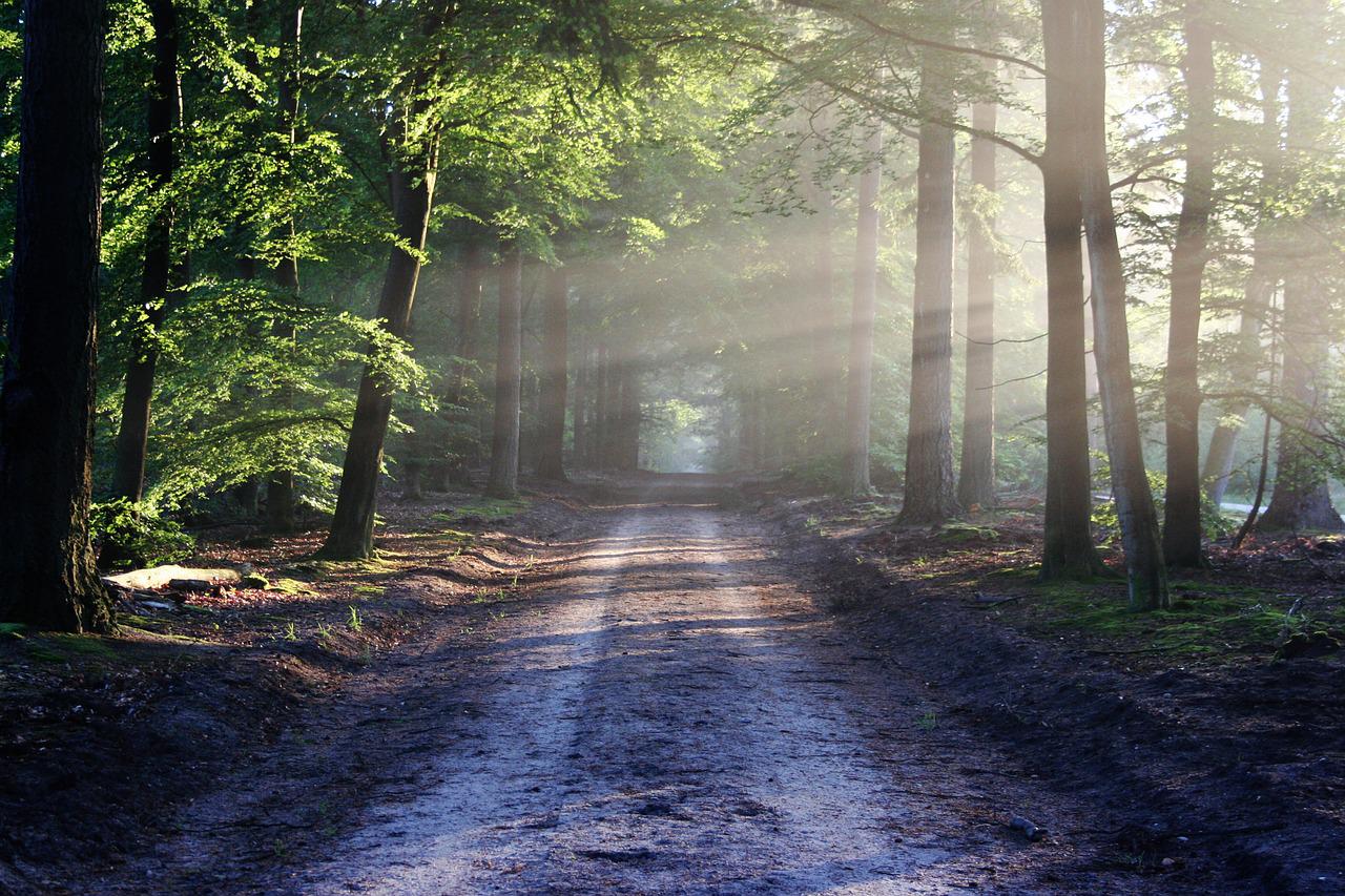 The Surprising Link Between Urban Forestry and Mental Health