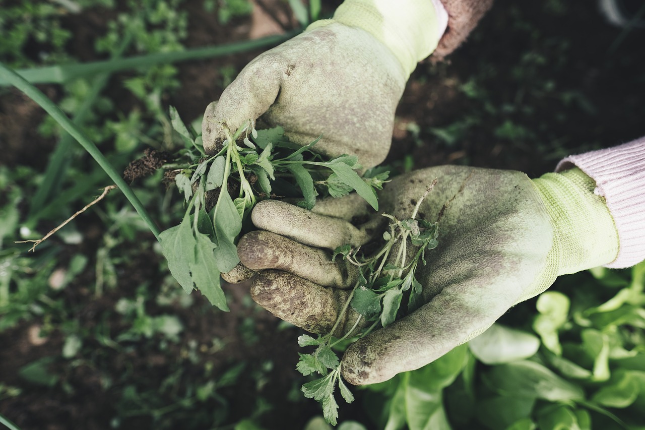 Forests for rural livelihood and food security