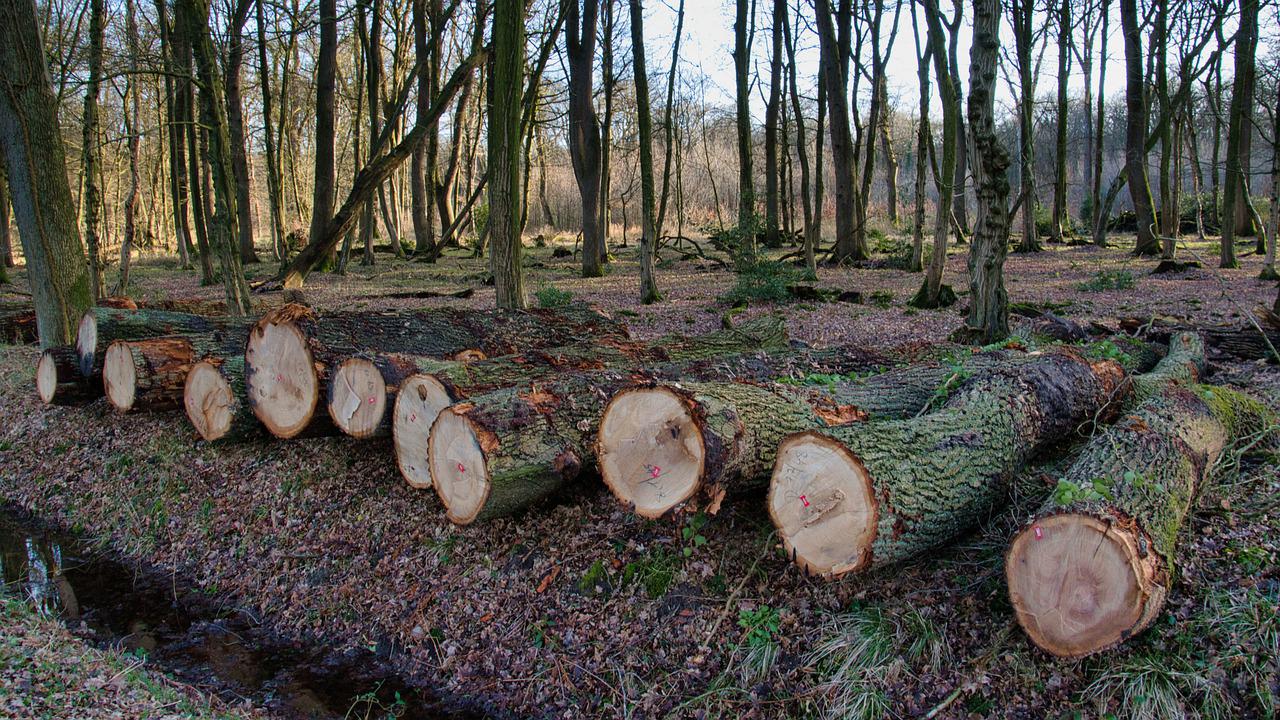 Deforestation: the causes and impacts on the environment